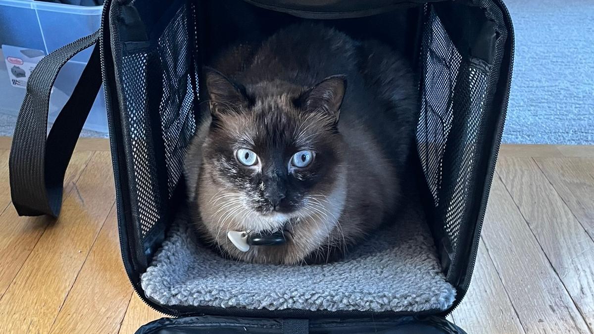 A blue-eyed cat sitting inside an open soft-sided pet carrier