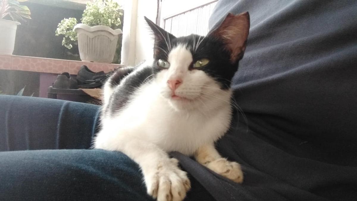 A black-and-white cat resting calmly on its owner's lap, looking relaxed