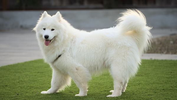 A fluffy white Samoyed dog standing on a lawn, smiling