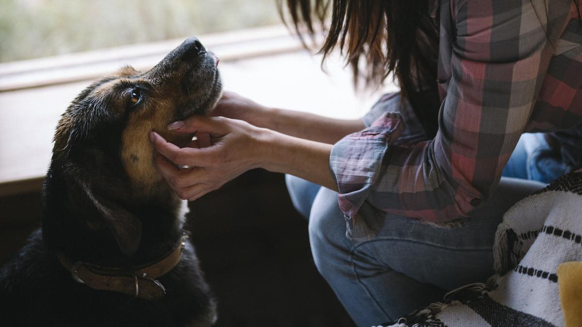 A dog looking up at its owner's hands while being petted at home